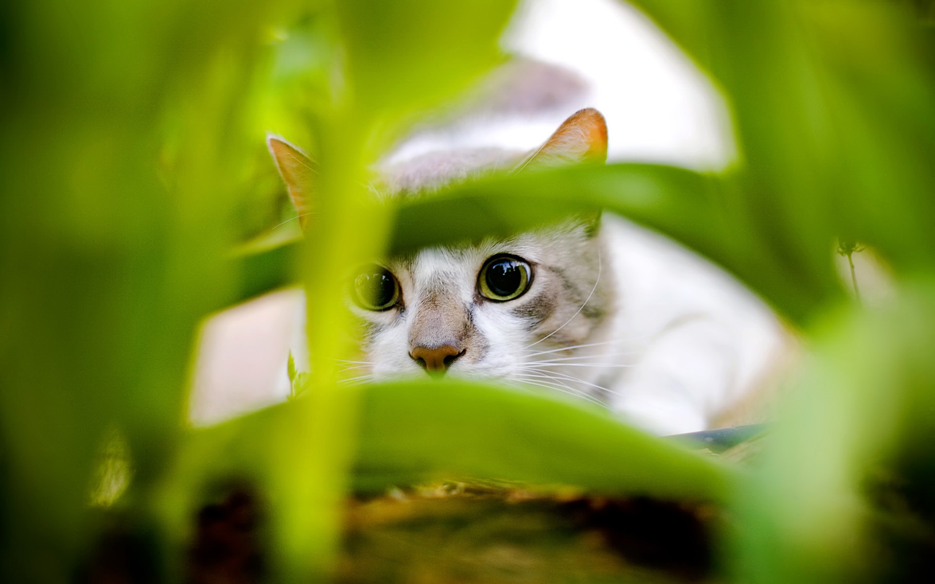 Cat Hiding8913614733